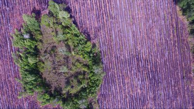 Drone imagery of a pine plantation, with bedding rows highlighted in purple